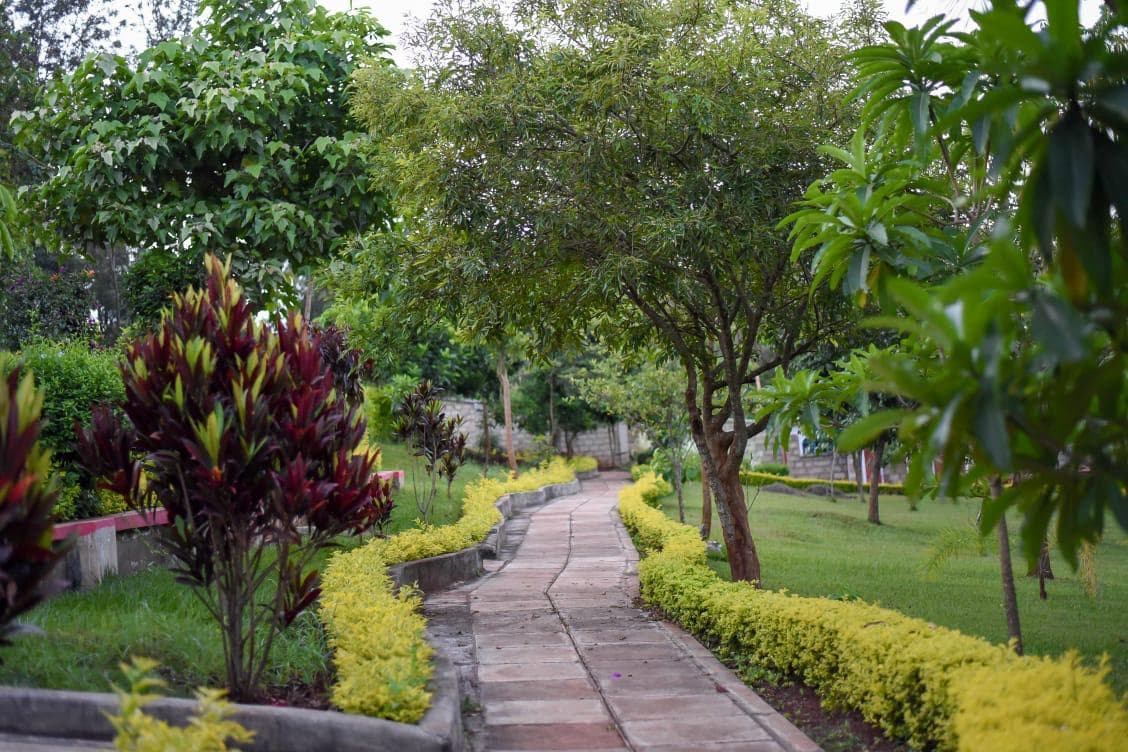 A paved path winding between hedges and red-leafed shrubs